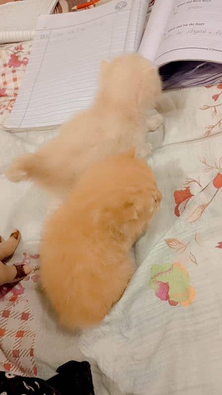 persian kittens age 1 month triple coated 2