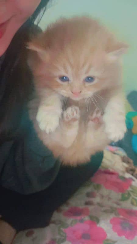 persian kittens age 1 month triple coated 3