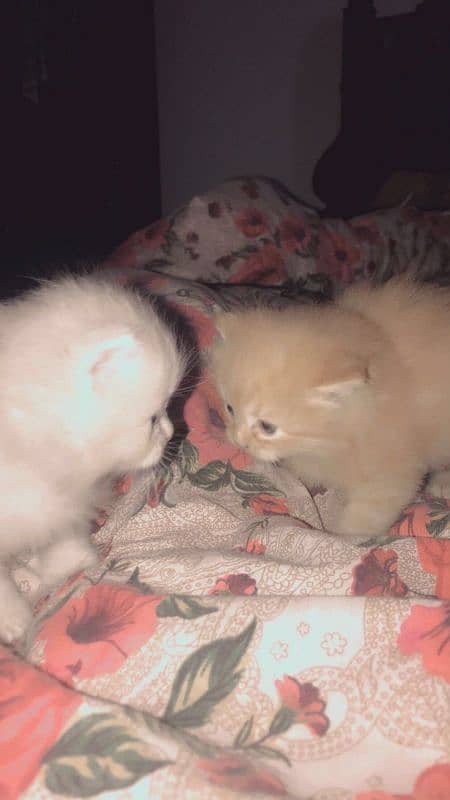 persian kittens age 1 month triple coated 4