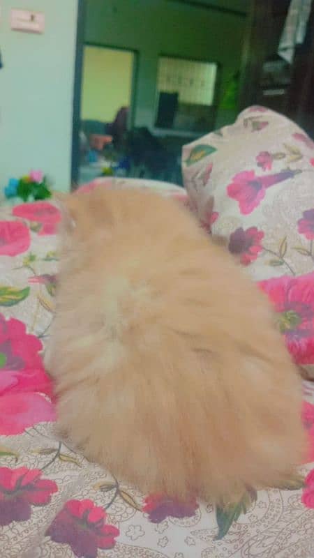 persian kittens age 1 month triple coated 7