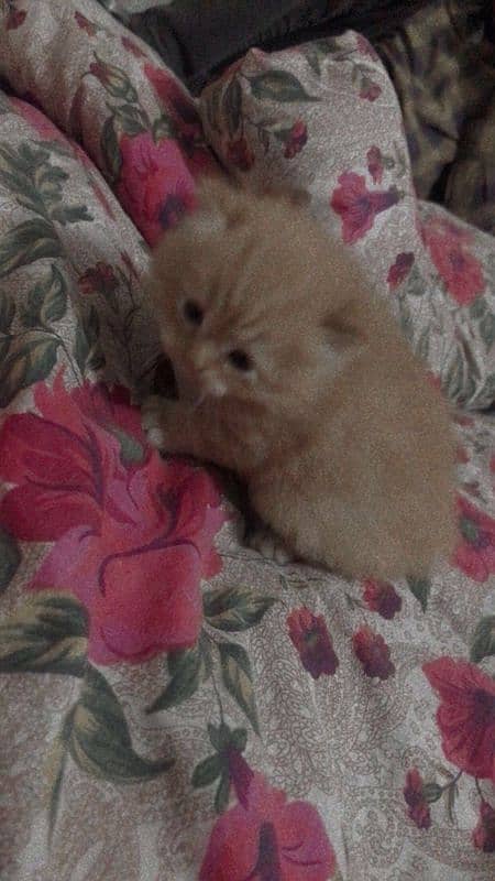 persian kittens age 1 month triple coated 8