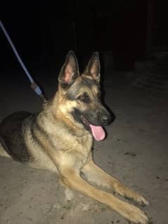 german shepherd 11 months old  stock coat