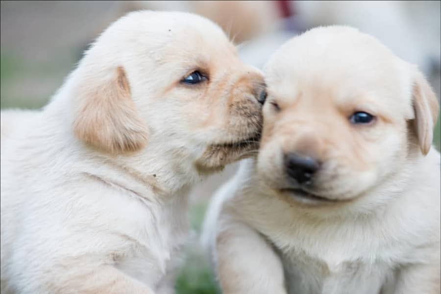 labrador puppy show class 03014615555 0