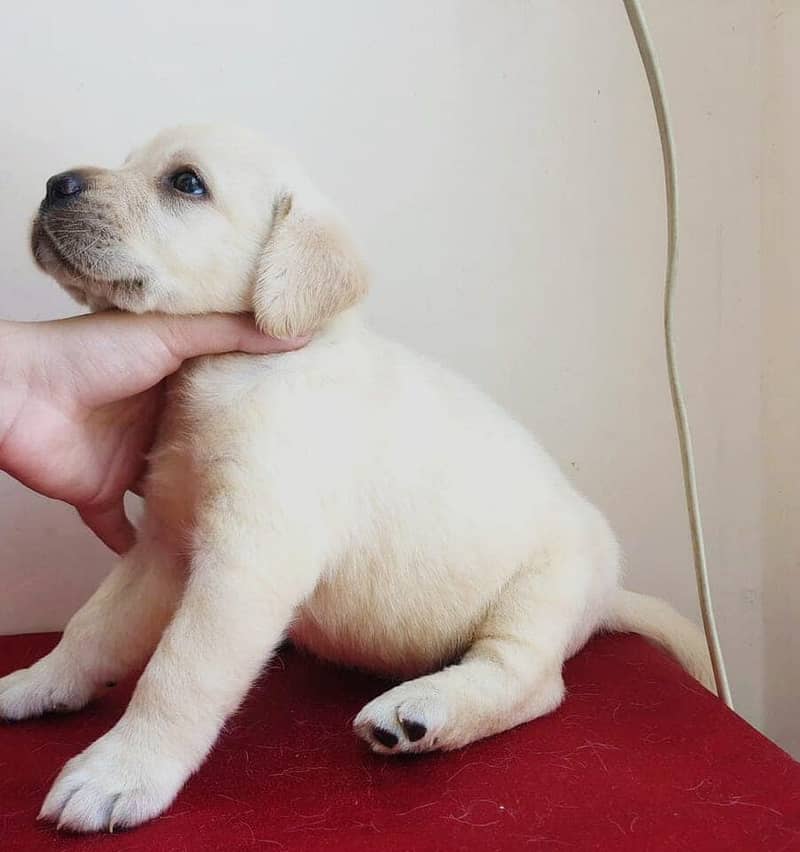 labrador puppy show class 03014615555 1