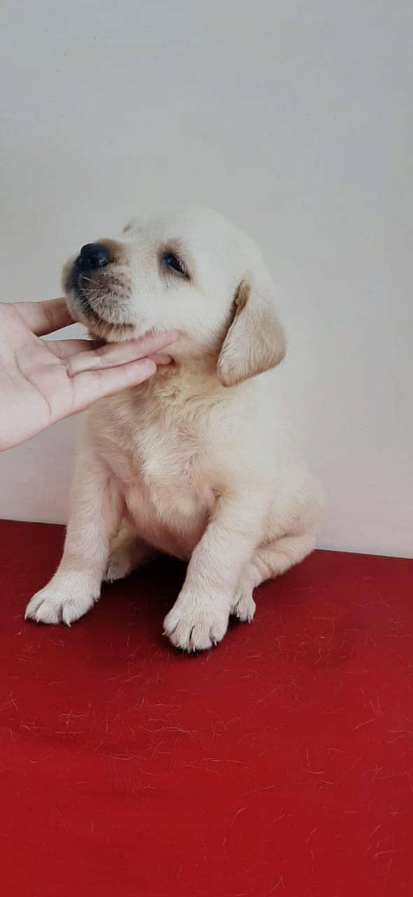 labrador puppy show class 03014615555 2