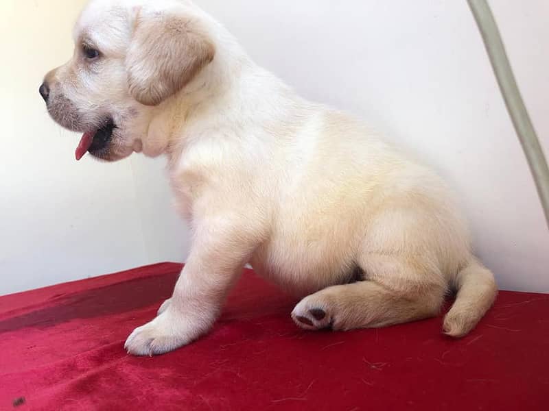 labrador puppy show class 03014615555 3