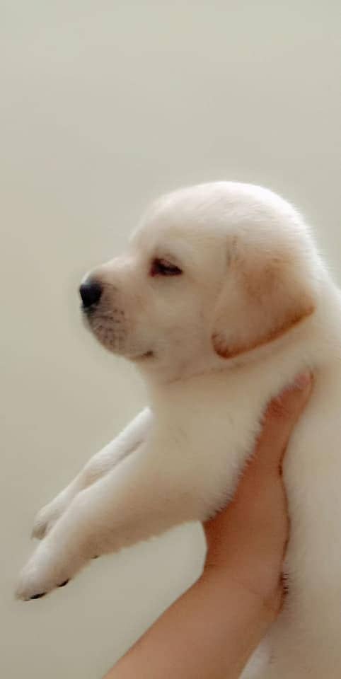 labrador puppy show class 03014615555 4