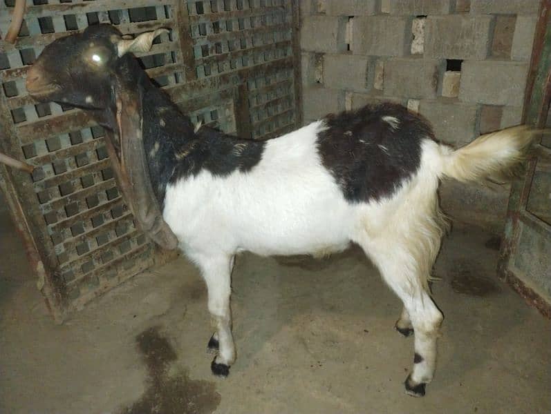 Breeder Bakra for Sale 0