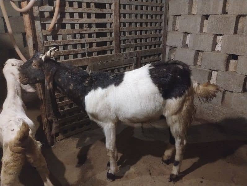 Breeder Bakra for Sale 1