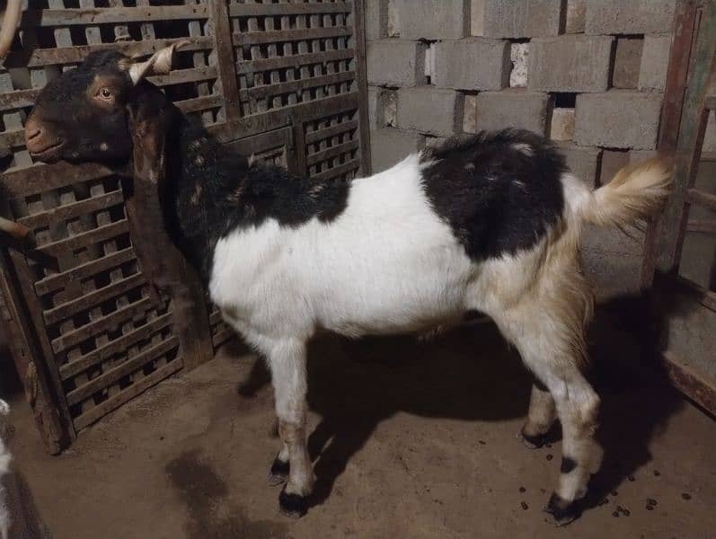 Breeder Bakra for Sale 2