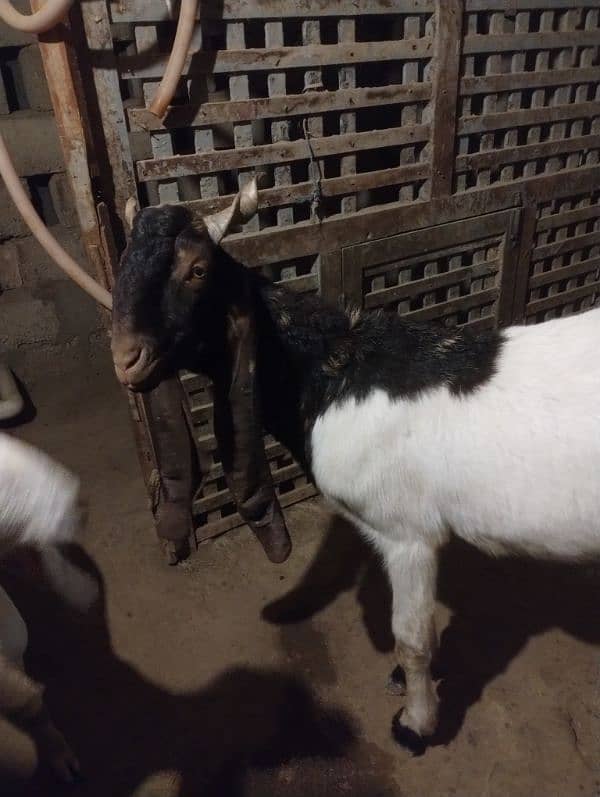 Breeder Bakra for Sale 3