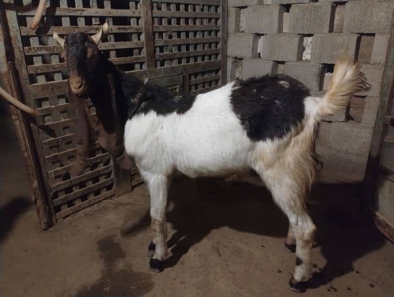 Breeder Bakra for Sale 4