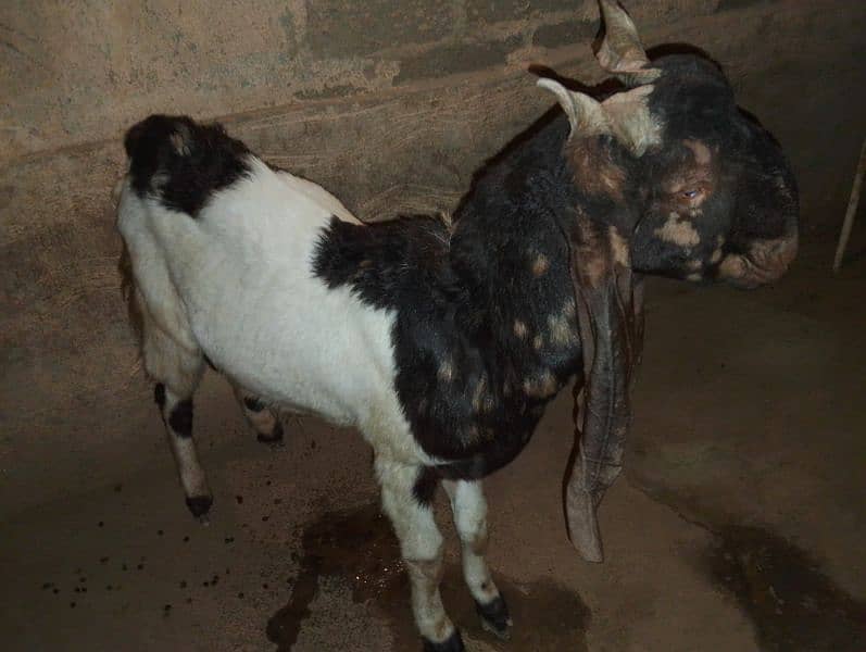 Breeder Bakra for Sale 5