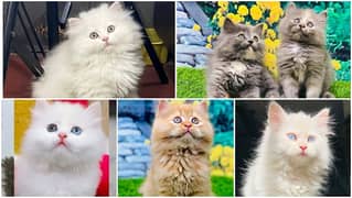 Persian kitten cats