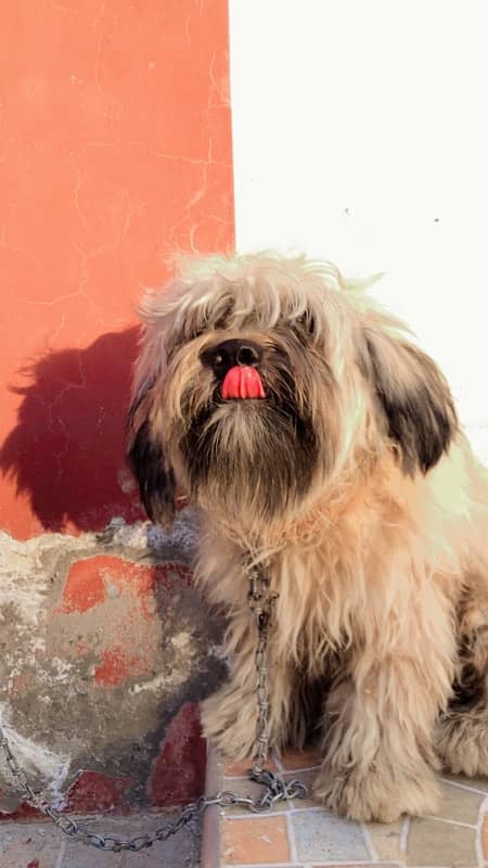 Shihtzu Shitzu Male for Sale 0