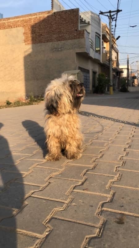 Shihtzu Shitzu Male for Sale 1