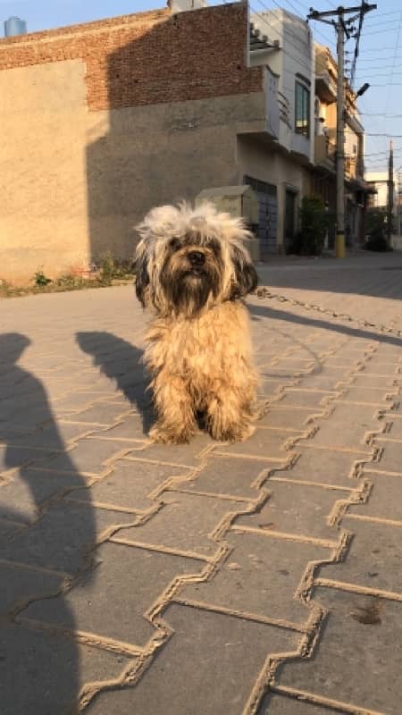 Shihtzu Shitzu Male for Sale 2