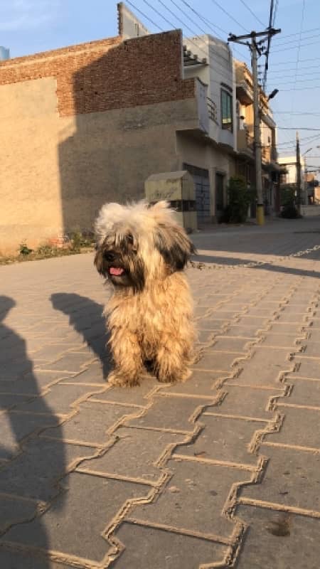 Shihtzu Shitzu Male for Sale 3