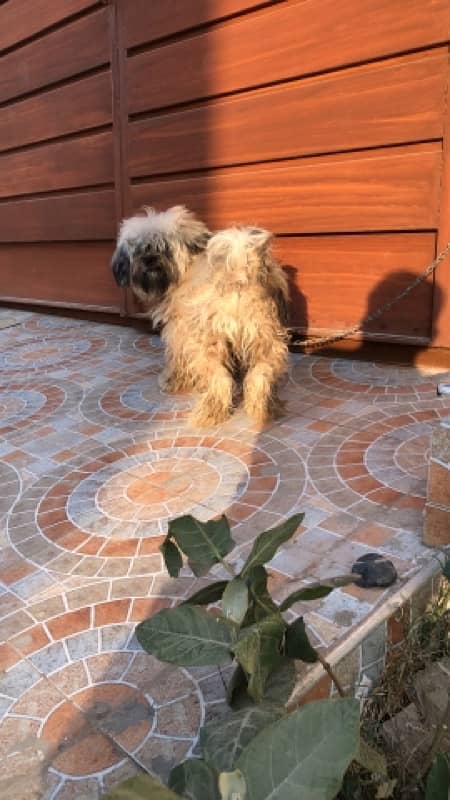 Shihtzu Shitzu Male for Sale 4