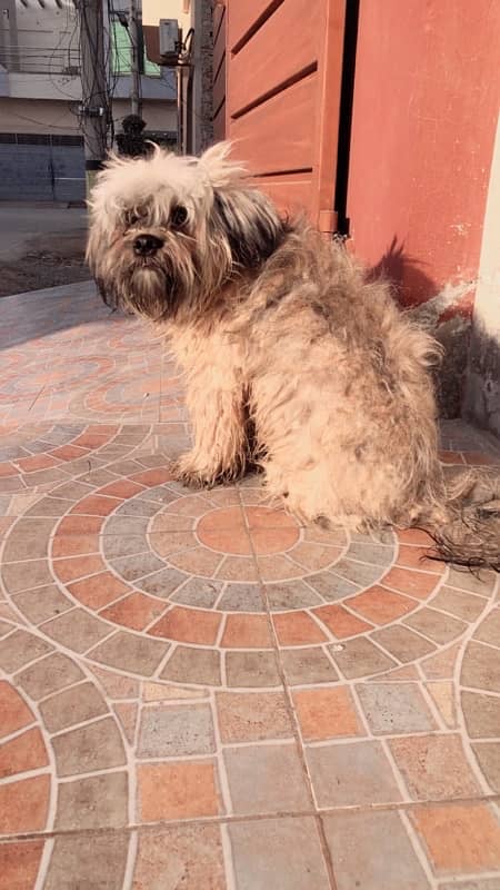 Shihtzu Shitzu Male for Sale 5