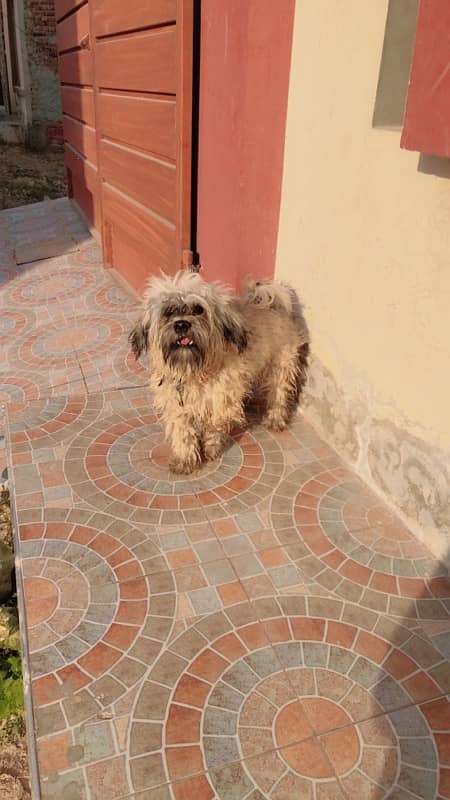 Shihtzu Shitzu Male for Sale 6