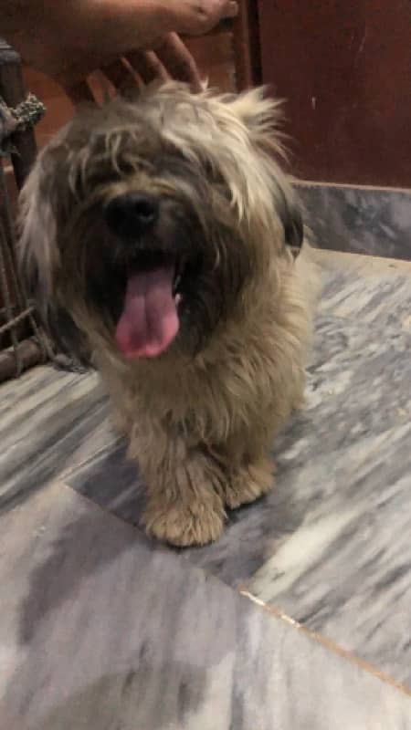 Shihtzu Shitzu Male for Sale 7