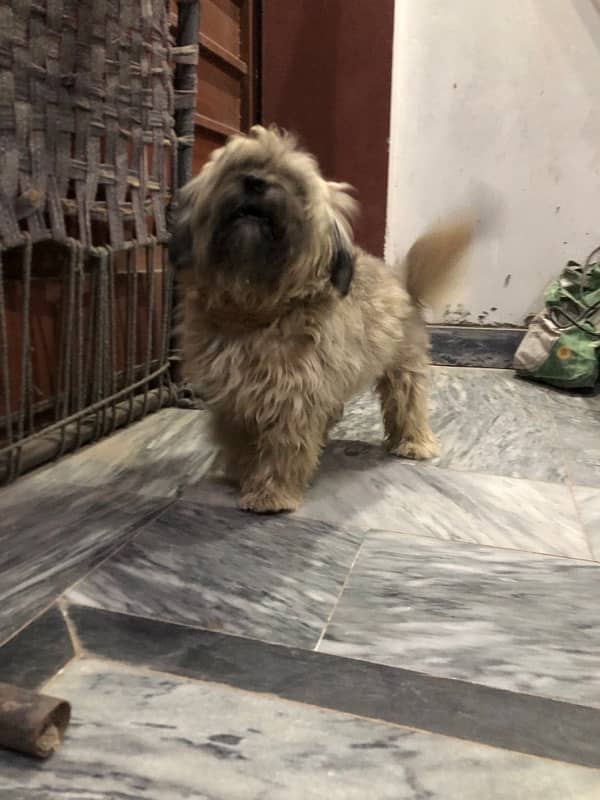 Shihtzu Shitzu Male for Sale 8