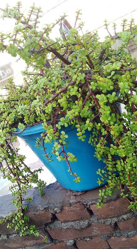 jade plant indor plant 0