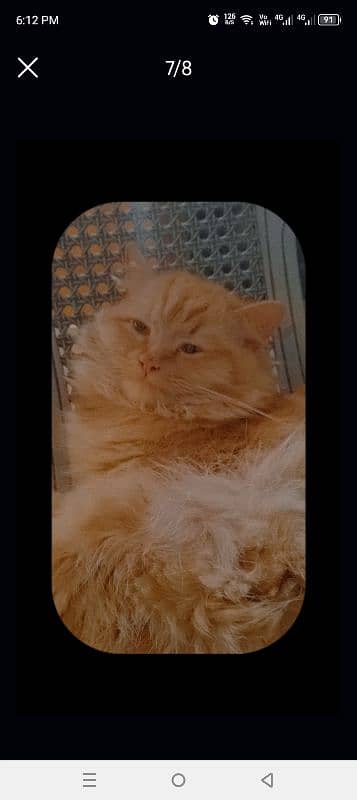 Persian cat available 1