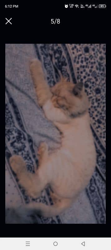 Persian cat available 3