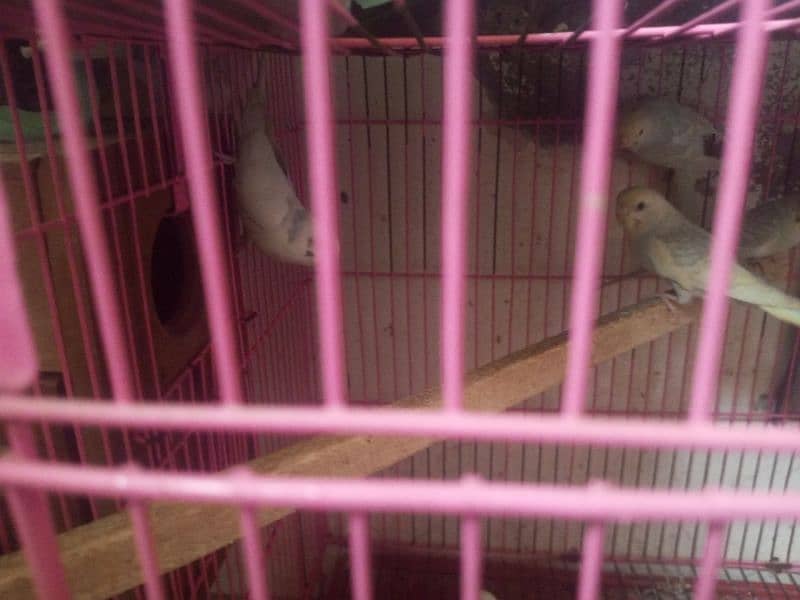 budgies for sale 1