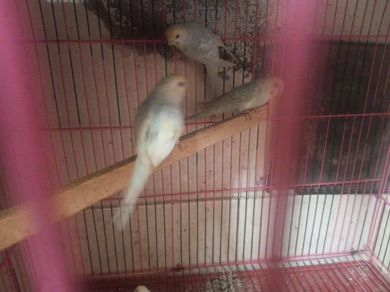 budgies for sale 2