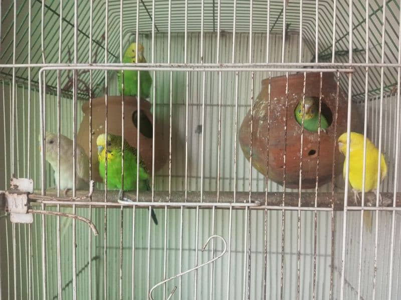 budgies for sale 3