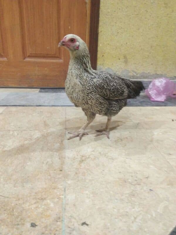 desi hens dor sale 1