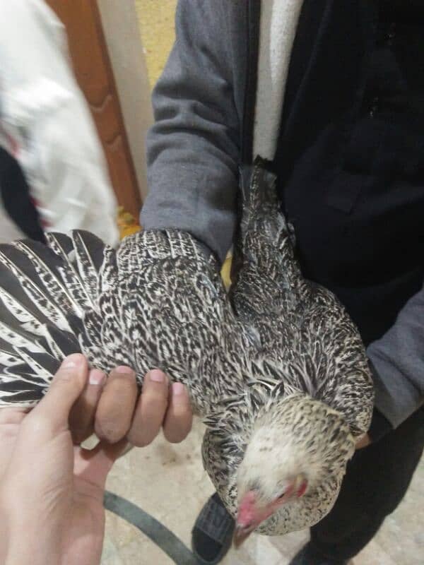 desi hens dor sale 3