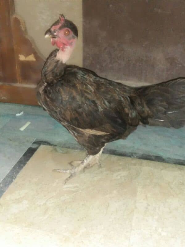 desi hens dor sale 5