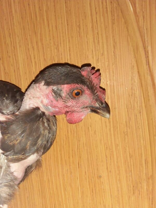 desi hens dor sale 6