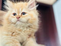 Persian Punch face triple coat cat Kitten