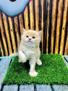 Persian Punch face triple coat cat Kitten