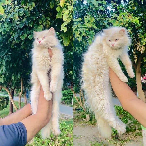 Persian Punch face triple coat cat Kitten 16