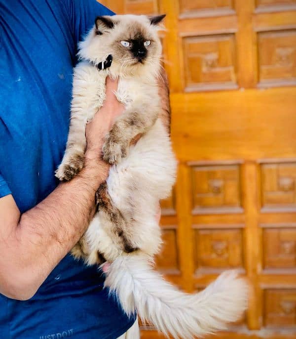 Persian Punch face triple coat cat Kitten 18