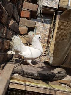 Laga Pigeon full paper white male