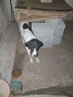 7-Month-Old Short-Haired Pointer Dog for Sale