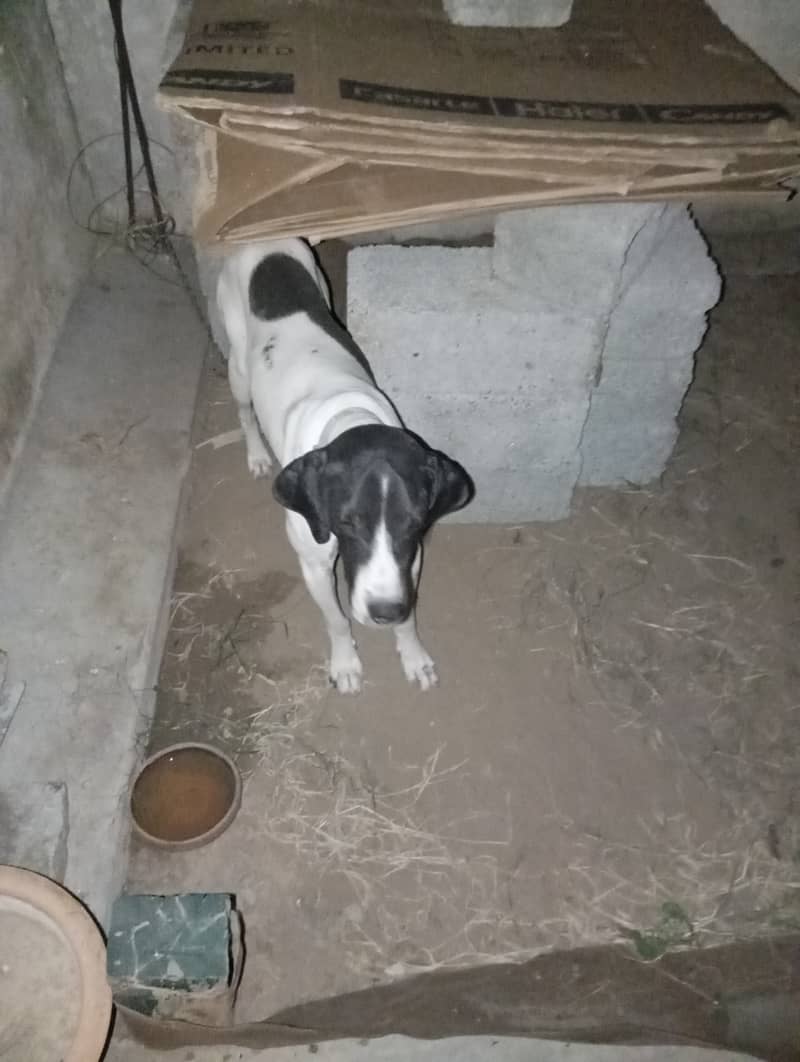 7-Month-Old Short-Haired Pointer Dog for Sale 0