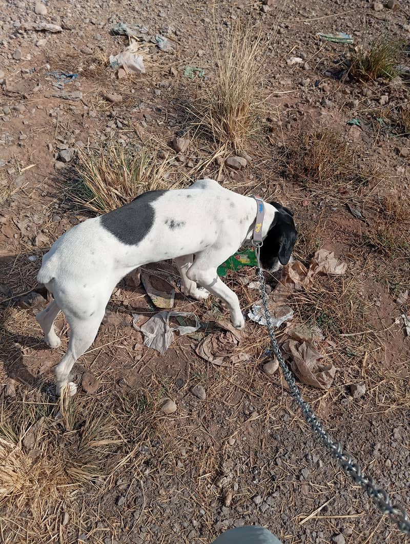 7-Month-Old Short-Haired Pointer Dog for Sale 1