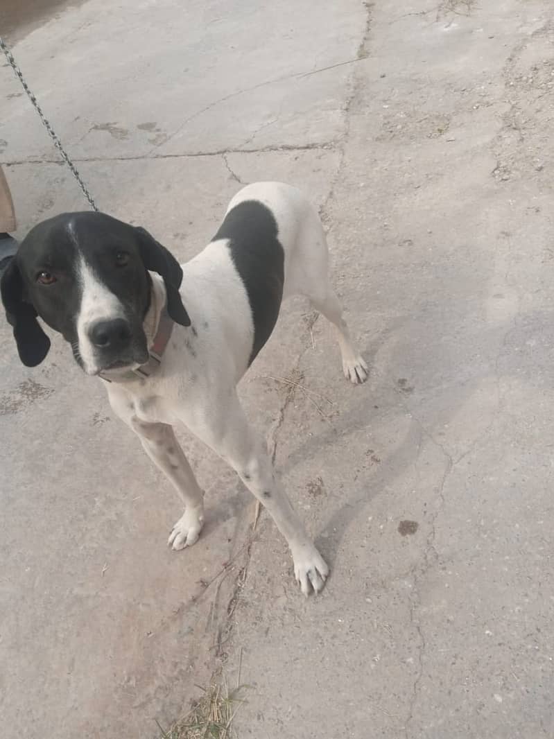 7-Month-Old Short-Haired Pointer Dog for Sale 2