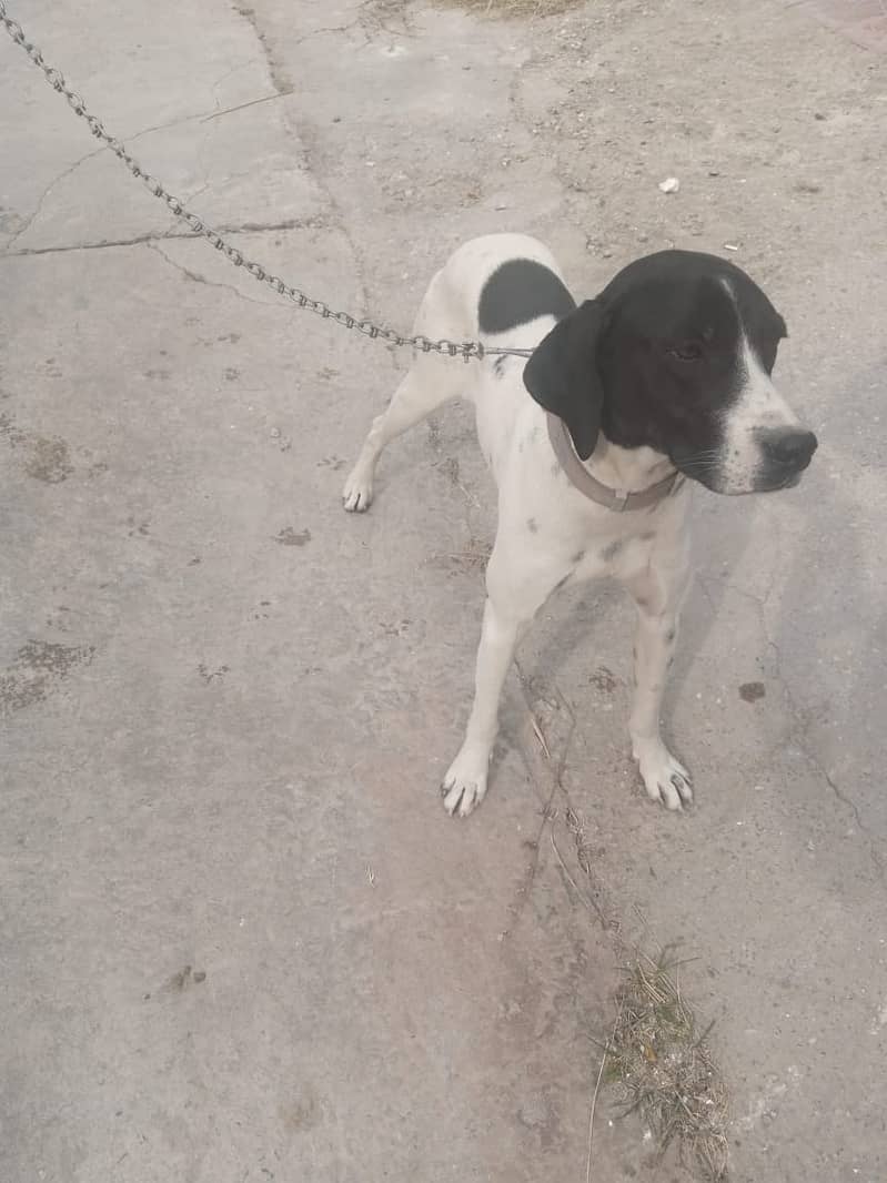 7-Month-Old Short-Haired Pointer Dog for Sale 3