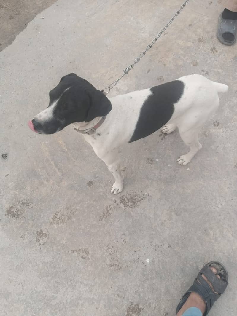 7-Month-Old Short-Haired Pointer Dog for Sale 4