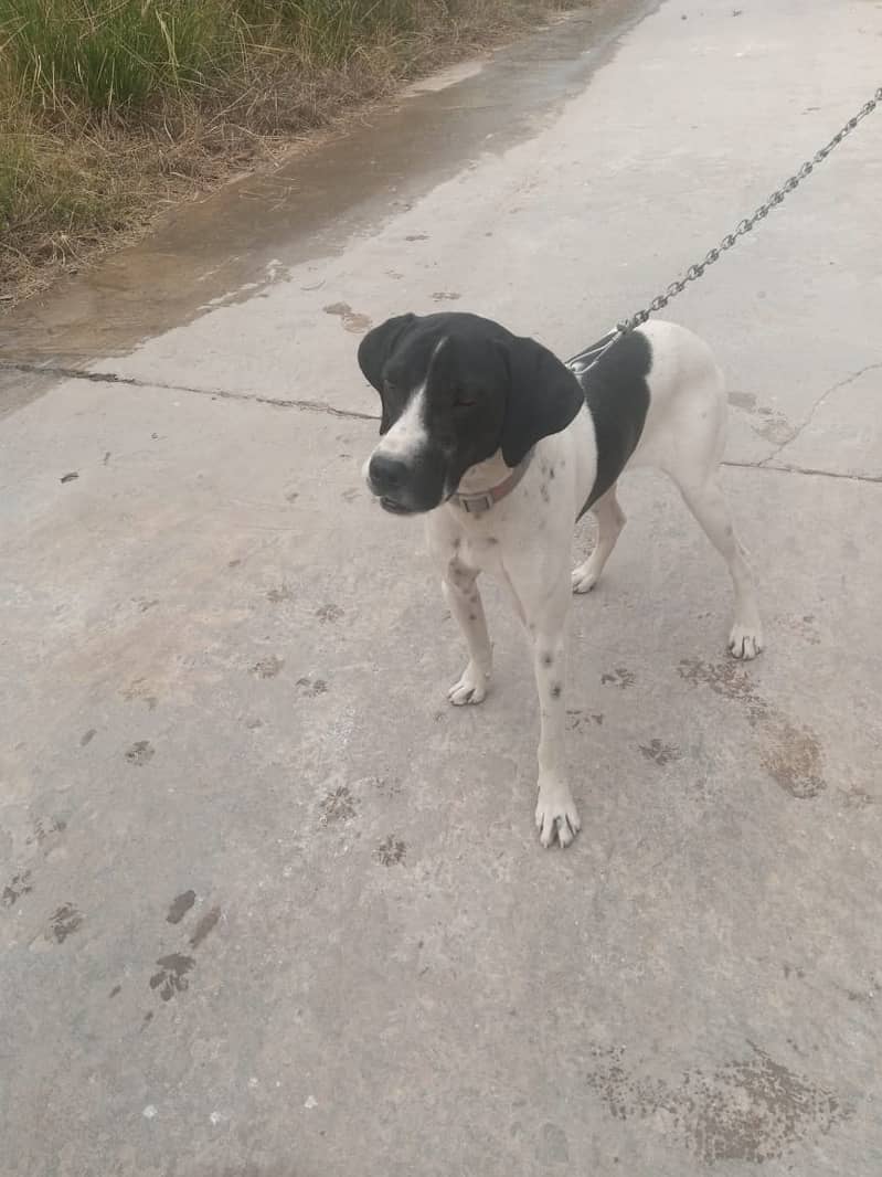 7-Month-Old Short-Haired Pointer Dog for Sale 5