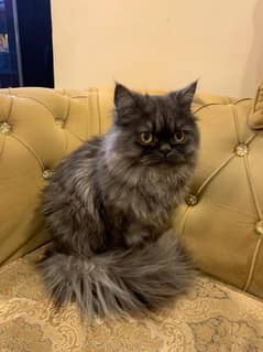 11 month ki tripple coat persian hai